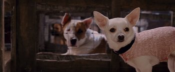 Movie still from “Beverly Hills Chihuahua” (2008), directed by Raja Gosnell – Two dogs in a fenced in area looking at the camera; Close Up shot, Over the shoulder angle