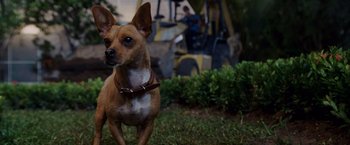 Movie still from “Beverly Hills Chihuahua” (2008), directed by Raja Gosnell – A brown and white dog standing on top of a grass covered field; Close Up shot, High angle