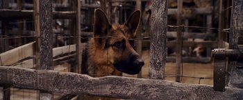 Movie still from “Beverly Hills Chihuahua” (2008), directed by Raja Gosnell – A german shepherd dog looking through a fence; Close Up shot, High angle