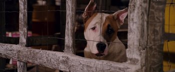Movie still from “Beverly Hills Chihuahua” (2008), directed by Raja Gosnell – A brown and white dog behind barbed wire fence; Close Up shot, High angle