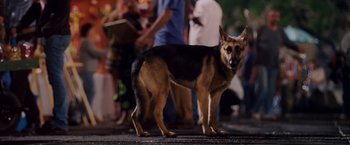 Movie still from “Beverly Hills Chihuahua” (2008), directed by Raja Gosnell – A dog standing on the side of the street; Medium shot, Over the shoulder angle