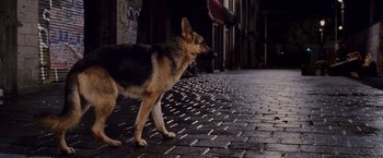 Movie still from “Beverly Hills Chihuahua” (2008), directed by Raja Gosnell – A german shepherd dog walking down a street; Wide shot, High angle