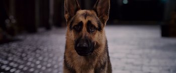 Movie still from “Beverly Hills Chihuahua” (2008), directed by Raja Gosnell – A dog's face on the ground; Close Up shot, High angle