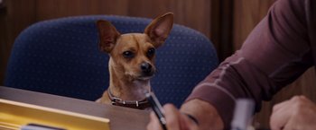 Movie still from “Beverly Hills Chihuahua” (2008), directed by Raja Gosnell – A brown dog sitting on a chair next to a person; Close Up shot, High angle