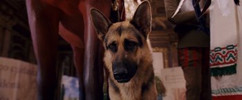 Movie still from “Beverly Hills Chihuahua” (2008), directed by Raja Gosnell – A dog's face with a painting in the background; Close Up shot, Low angle