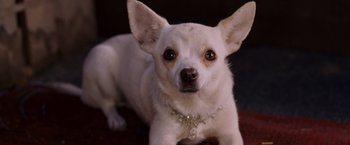 Movie still from “Beverly Hills Chihuahua” (2008), directed by Raja Gosnell – A small white dog is sitting on the ground; Close Up shot, High angle