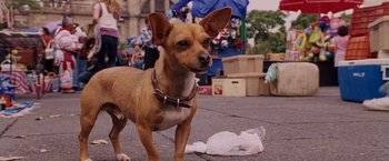 Movie still from “Beverly Hills Chihuahua” (2008), directed by Raja Gosnell – A brown and white dog standing on a street next to a pile of garbage; Close Up shot, High angle