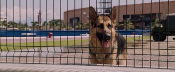 Movie still from “Beverly Hills Chihuahua” (2008), directed by Raja Gosnell – A german shepherd dog sitting behind a fence; Close Up shot, Low angle