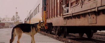 Movie still from “Beverly Hills Chihuahua” (2008), directed by Raja Gosnell – A dog and a small white dog on the side of a train car; Wide shot, Low angle