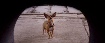Movie still from “Beverly Hills Chihuahua” (2008), directed by Raja Gosnell – A small brown dog standing on top of a cement ground; Close Up shot, Low angle