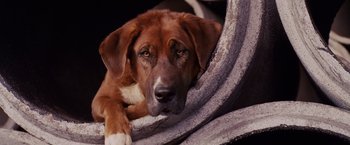 Movie still from “Beverly Hills Chihuahua” (2008), directed by Raja Gosnell – A brown and white dog laying on top of a pile of rocks; Close Up shot, High angle
