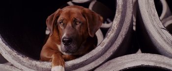 Movie still from “Beverly Hills Chihuahua” (2008), directed by Raja Gosnell – A brown and white dog laying on top of a pile of tires; Close Up shot, High angle