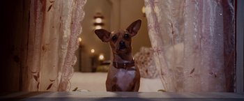 Movie still from “Beverly Hills Chihuahua” (2008), directed by Raja Gosnell – A dog sitting on top of a bed next to a curtain; Close Up shot, Low angle
