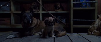 Movie still from “Beverly Hills Chihuahua” (2008), directed by Raja Gosnell – A puppy sitting on the ground next to two dogs; Close Up shot, High angle
