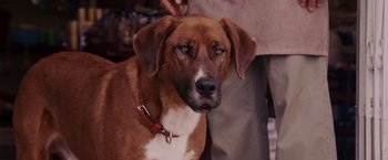 Movie still from “Beverly Hills Chihuahua” (2008), directed by Raja Gosnell – A brown and white dog with a person standing behind it; Close Up shot, Over the shoulder angle