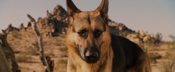 Movie still from “Beverly Hills Chihuahua” (2008), directed by Raja Gosnell – A dog's face on a hill; Close Up shot, Low angle