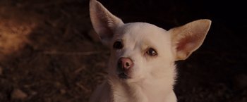 Movie still from “Beverly Hills Chihuahua” (2008), directed by Raja Gosnell – A dog's face looking up; Close Up shot, High angle