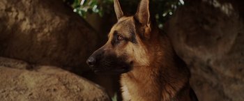 Movie still from “Beverly Hills Chihuahua” (2008), directed by Raja Gosnell – A dog's face with trees in the background; Close Up shot, Low angle