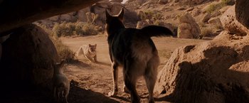 Movie still from “Beverly Hills Chihuahua” (2008), directed by Raja Gosnell – A dog standing in the dirt next to a cat; Wide shot, High angle