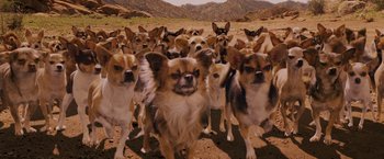 Movie still from “Beverly Hills Chihuahua” (2008), directed by Raja Gosnell – A group of dogs standing in the middle of a field; Wide shot, High angle