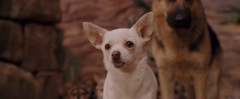 Movie still from “Beverly Hills Chihuahua” (2008), directed by Raja Gosnell – A small white dog is looking into the camera; Close Up shot, Over the shoulder angle