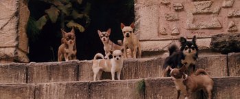 Movie still from “Beverly Hills Chihuahua” (2008), directed by Raja Gosnell – A group of small dogs sitting on top of a set of steps; Wide shot, High angle