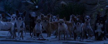 Movie still from “Beverly Hills Chihuahua” (2008), directed by Raja Gosnell – A group of small dogs standing in the dirt; Wide shot, High angle