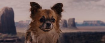 Movie still from “Beverly Hills Chihuahua” (2008), directed by Raja Gosnell – A brown and white dog is looking at the camera; Close Up shot, Low angle