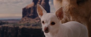 Movie still from “Beverly Hills Chihuahua” (2008), directed by Raja Gosnell – A dog's face with mountains in the background; Close Up shot, Low angle