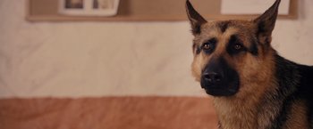 Movie still from “Beverly Hills Chihuahua” (2008), directed by Raja Gosnell – A german shepherd's face; Close Up shot, High angle