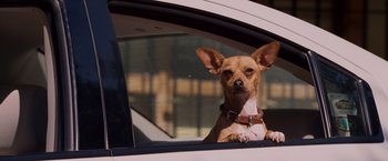 Movie still from “Beverly Hills Chihuahua” (2008), directed by Raja Gosnell – A small dog sitting in the drivers seat of a car; Close Up shot, Over the shoulder angle