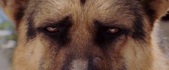 Movie still from “Beverly Hills Chihuahua” (2008), directed by Raja Gosnell – The eyes of a brown dog; Extreme Close Up shot, Low angle