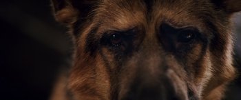 Movie still from “Beverly Hills Chihuahua” (2008), directed by Raja Gosnell – A dog's face with a dark background; Extreme Close Up shot, High angle