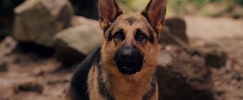 Movie still from “Beverly Hills Chihuahua” (2008), directed by Raja Gosnell – A german shepherd dog's face; Close Up shot, High angle
