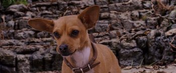 Movie still from “Beverly Hills Chihuahua” (2008), directed by Raja Gosnell – A brown and white dog wearing a brown leather collar; Close Up shot, High angle