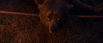 Movie still from “Brave” (2012), directed by Steve Purcell – A brown bear laying on top of a grass covered field; Close Up shot, High angle