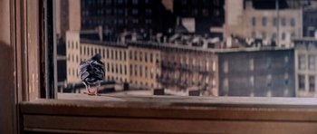 Movie still from “Bye Bye Birdie” (1963), directed by George Sidney – A pigeon standing on a ledge in front of a city skyline; Wide shot, Low angle