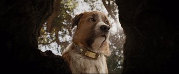Movie still from “The Call of the Wild” (2020), directed by Chris Sanders – A brown and white dog wearing a leather collar; Close Up shot, Low angle