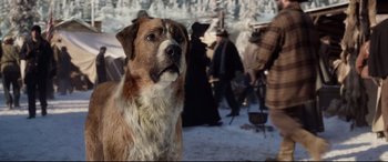 Movie still from “The Call of the Wild” (2020), directed by Chris Sanders – A brown and white dog standing in the snow; Close Up shot, Low angle