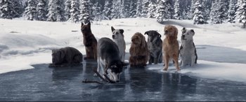 Movie still from “The Call of the Wild” (2020), directed by Chris Sanders – A group of dogs standing on top of a snow covered ground; Wide shot, High angle