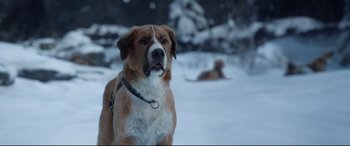 Movie still from “The Call of the Wild” (2020), directed by Chris Sanders – A brown and white dog sitting on top of a snow covered ground; Close Up shot, Low angle