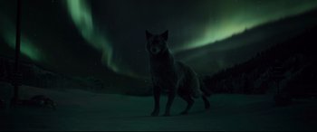 Movie still from “The Call of the Wild” (2020), directed by Chris Sanders – A dog standing in the snow under a sky filled with green lights; Wide shot, Low angle