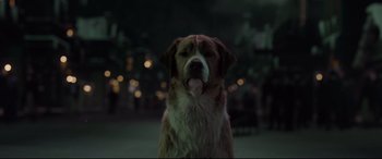 Movie still from “The Call of the Wild” (2020), directed by Chris Sanders – A brown and white dog sitting on top of a street; Close Up shot, Low angle