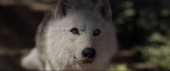 Movie still from “The Call of the Wild” (2020), directed by Chris Sanders – The face of a white dog; Extreme Close Up shot, High angle