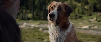 Movie still from “The Call of the Wild” (2020), directed by Chris Sanders – A brown and white dog sitting in the grass; Close Up shot, Low angle