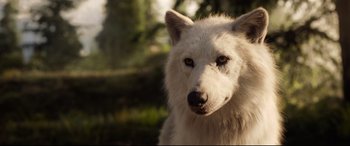 Movie still from “The Call of the Wild” (2020), directed by Chris Sanders – A dog's face with trees in the background; Close Up shot, Low angle