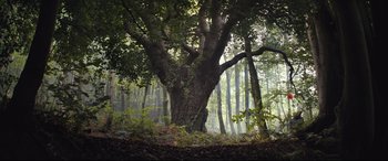 Movie still from “Christopher Robin” (2018), directed by Marc Forster – A large tree in the middle of a forest; Extreme Wide shot, Low angle