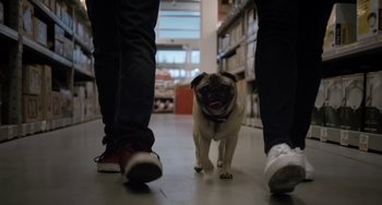 Movie still from “Closet Monster” (2015), directed by Stephen Dunn – A pug dog walking down the middle of a hallway; Wide shot, Low angle