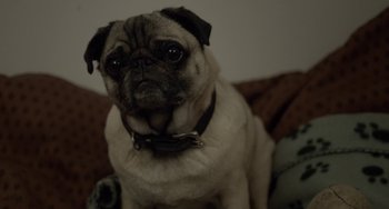 Movie still from “Closet Monster” (2015), directed by Stephen Dunn – A dog on a couch looking at the camera; Close Up shot, High angle