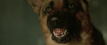 Movie still from “The Hills Have Eyes” (2006), directed by Alexandre Aja – A dog's face with its mouth wide open; Extreme Close Up shot, High angle